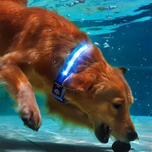 Coleira LED Impermeável para Cão com Suporte para Rastreador